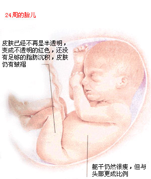 怀孕24周四维彩超