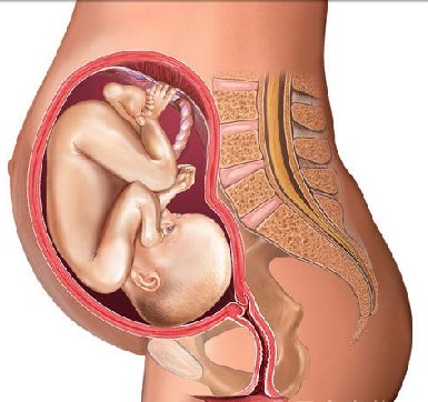 怀孕八个月胎儿彩超