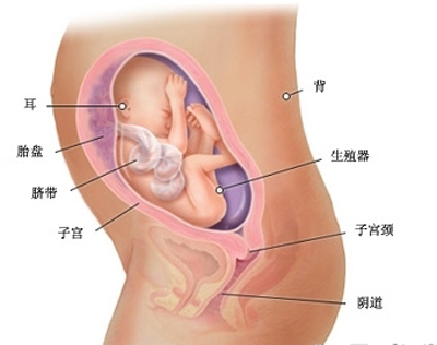 32周胎儿四维彩超图