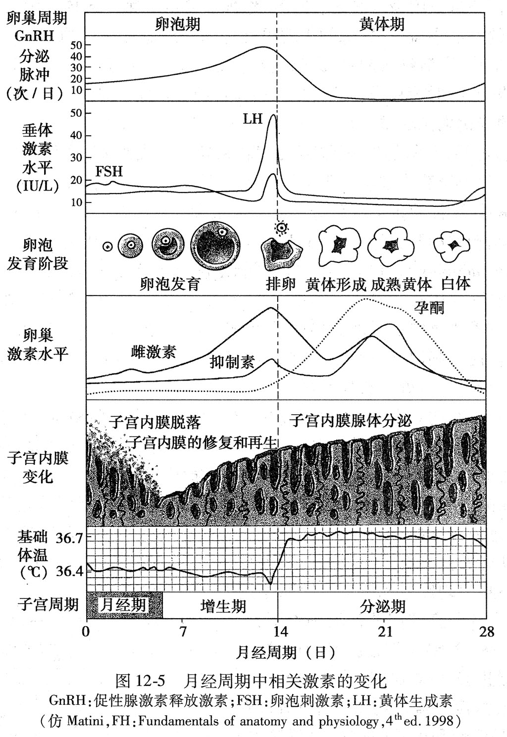 下丘脑-垂体-卵巢轴简介