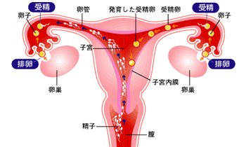 输卵管堵塞怎么治疗好